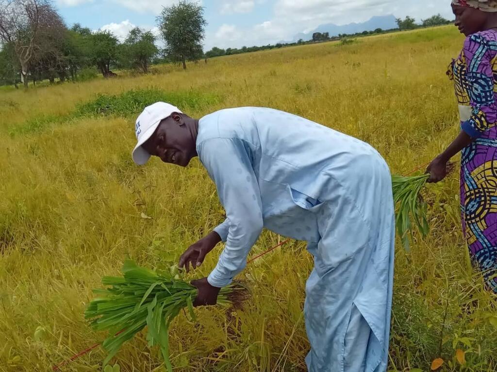 Younous Mahadjir, animateur communautaire au Tchad, dans un champ école paysan