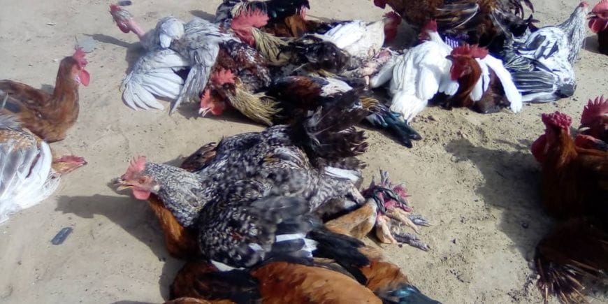 Volaille à vendre sur un marché d'Ati