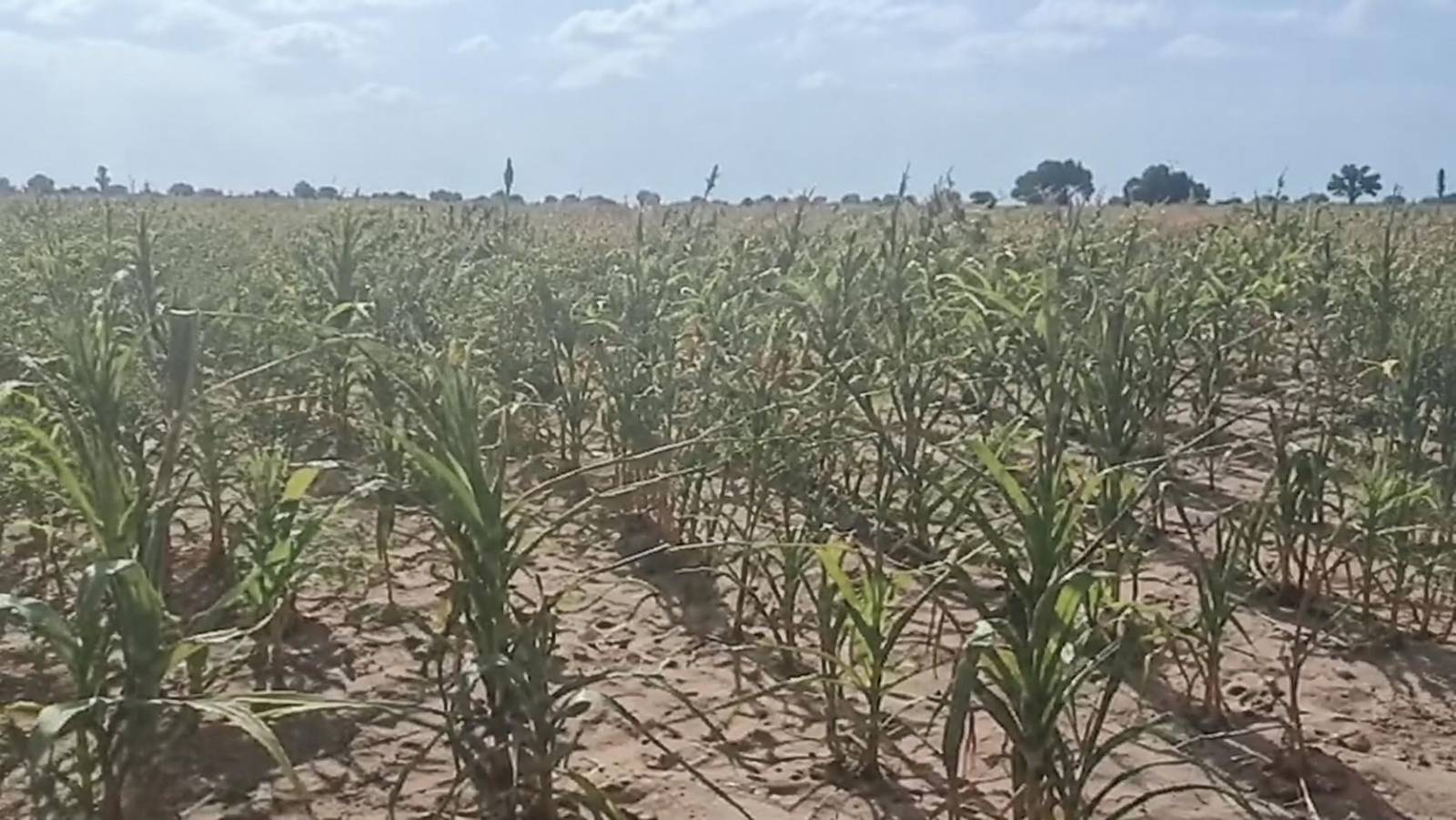 À Tougan, l&rsquo;urgence d&rsquo;un sursaut face aux réactions des producteurs