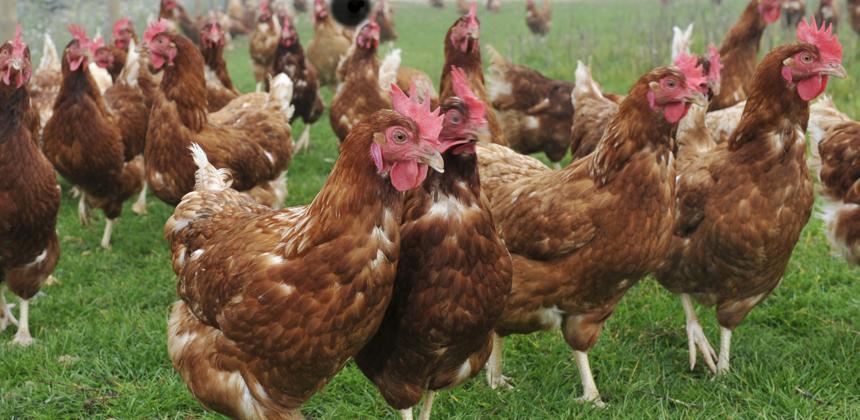 Poulet gabonais